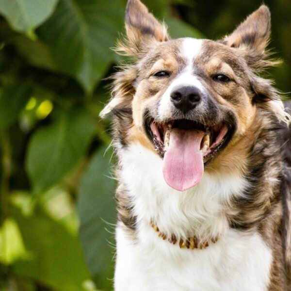 Chiens acceptés au Gîte Les Aravis à Saint-Bonnet-Tronçais en Allier en Auvergne-Rhône-Alpes 