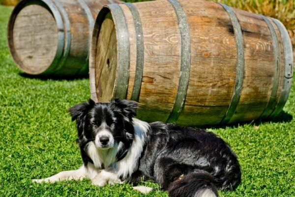 Vignoble Domaine Ninot