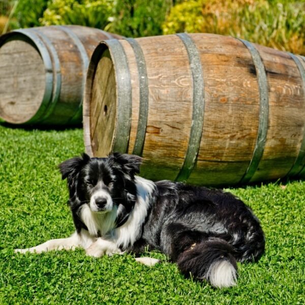 Chiens acceptés au Vignoble Domaine Ninot à Rully en Saône-et-Loire en Bourgogne-Franche-Comté