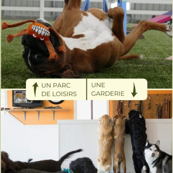 Dog Day Club 33, Centre de loisirs pour chiens, Pension, Garderie et Education canine à coté de Bordeaux en Gironde