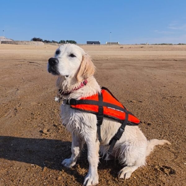 Chien avec son gilet de sauvetage à la base Kayak Emeraude Aventure Saint Lunaire en Bretagne en Ile et Vilaine