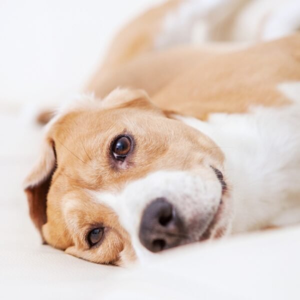 Chiens acceptés à l'Hôtel Moxy Annecy à Annecy en Haute-Savoie dans l'Auvergne-Rhône-Alpes