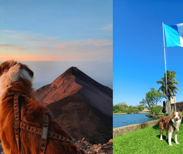 Un chien sur un volcan et devant le drapeau du Guatemala.