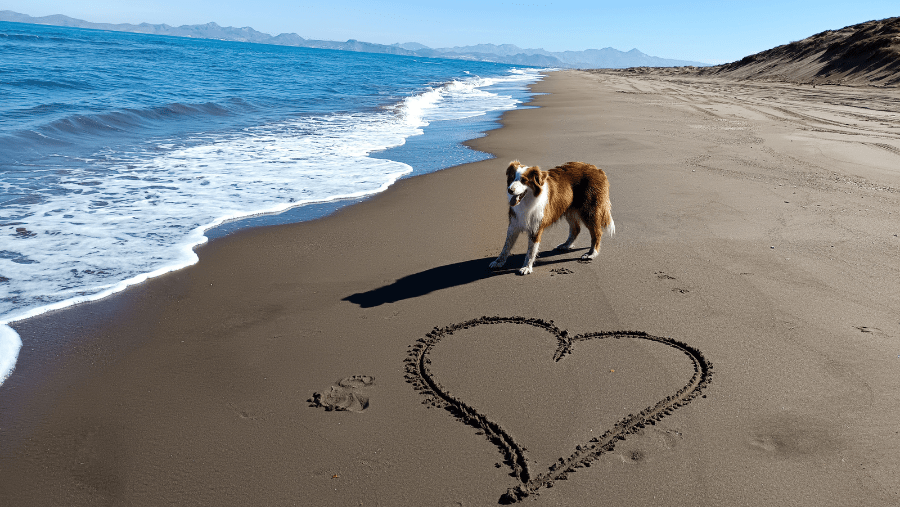 Un chien sur une plage au Mexique.