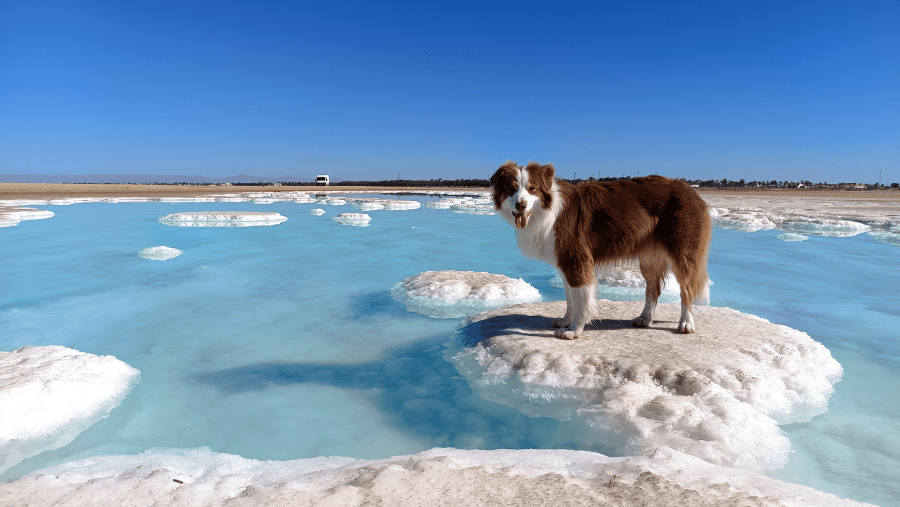 Un chien au Mexique.