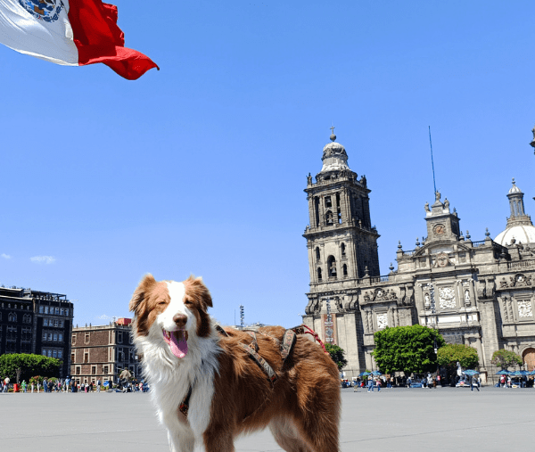 Un chien au Mexique.