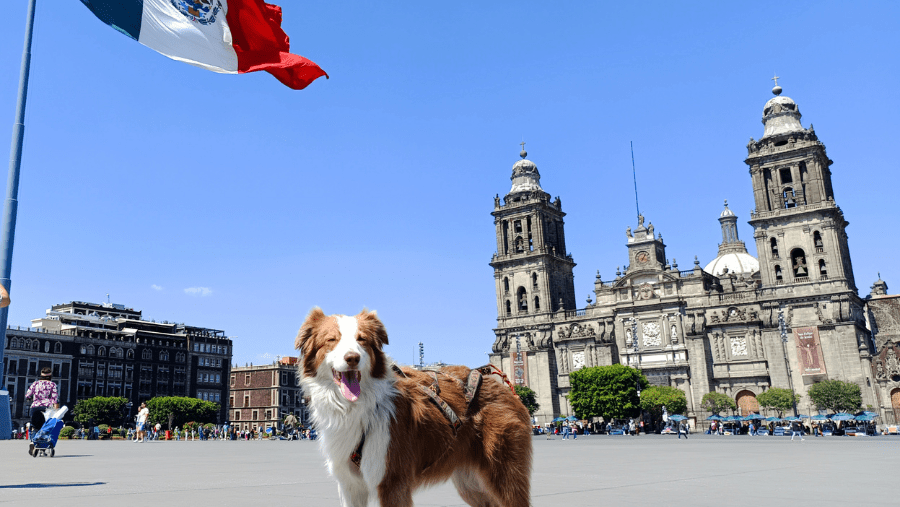 Le Mexique avec un chien