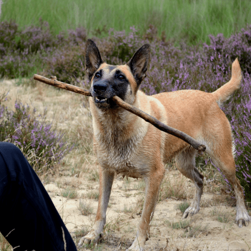 sac de bùt pour chien adapté malinois