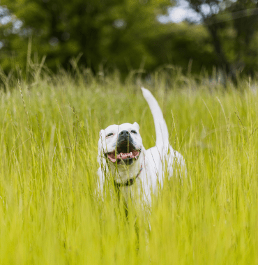 chien dans la réserve naturelle de Camargue à Saintes-Maries-de-la-Mer dans le Sud de la France