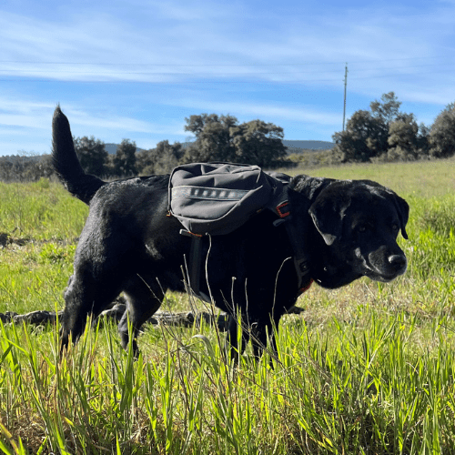 chien se promène avec le harnais de randonnée avec 2 sacoches Decathlon