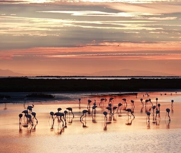 flamants roses en Camargue à voir en vacances avec votre chien - Aigues-Mortes, Le-Grau-du-Roi, Saintes-Maries de la Mer, Arles