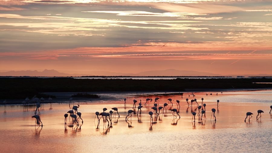 Camargue : où se promener avec son chien