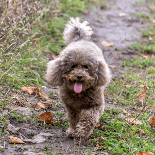 marque de sac de bùt adaptée aux petits chiens pour la randonnée