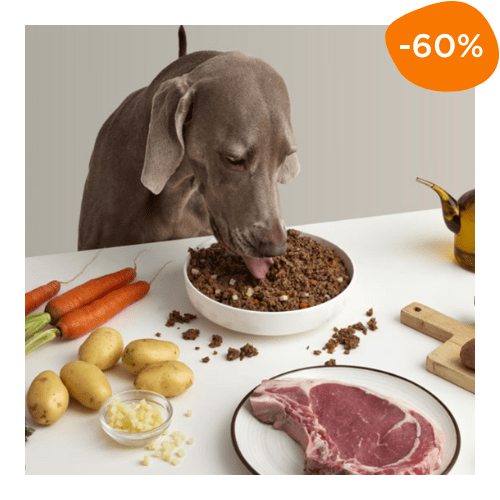 bon plan avec 60% de réduction chez Dogfy Diet - recette boeuf