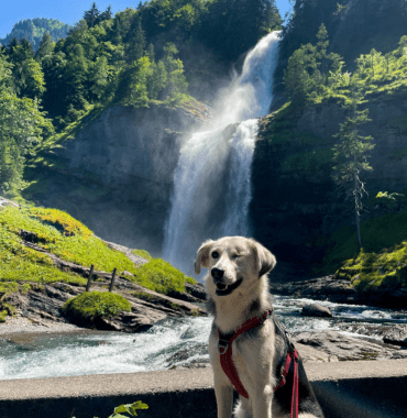 chien pendant le road-trip avec sa maîtresse seule