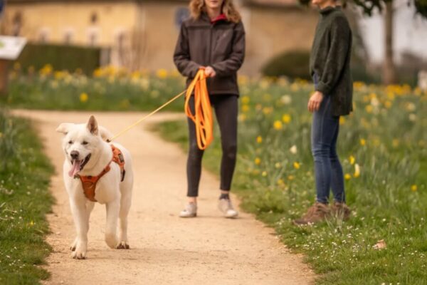 Dog Day Club 33 – Parc Canin