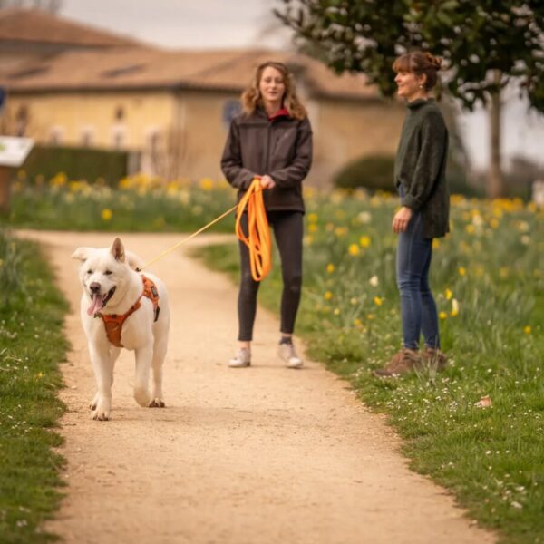 Chien dans un parc au Dog Day Club à Floirac en Gironde en Nouvelle-Aquitaine