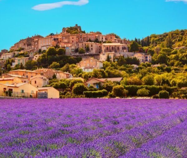 champ de lavande dans le Luberon avec un chien devant le village de Simiane-la-Rotonde