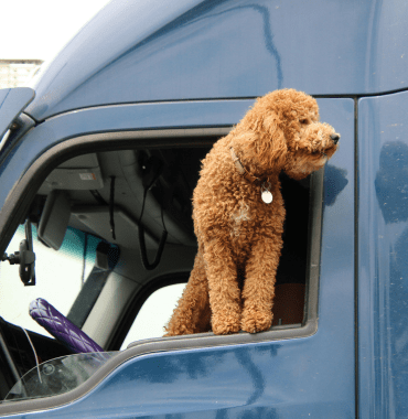 chien dans van aménagé pour voyager en règle aux Etats-Unis
