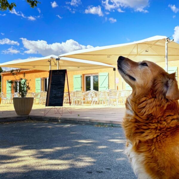 Chiens acceptés au Camping l'Oxygène à Valensole dans l’Alpes-de-Haute-Provence en Provence-Alpes-Côte d'Azur