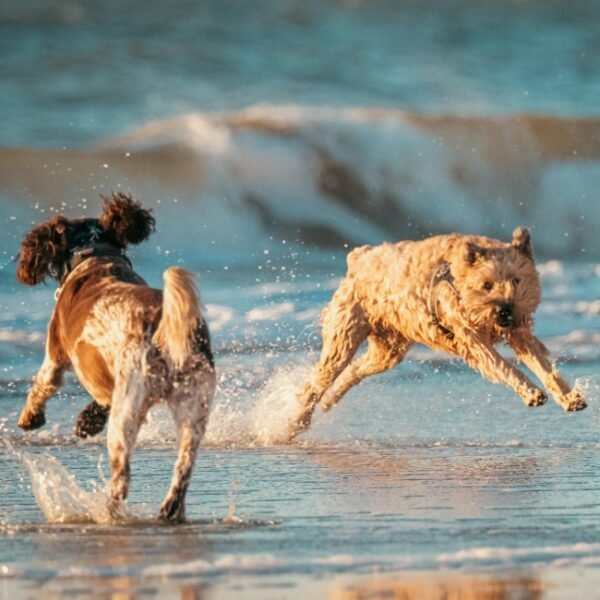 Chiens acceptés au Camping le Domaine du Golfe de Saint Tropez à Grimaud dans le Var en Provence-Alpes-Côte d'Azur