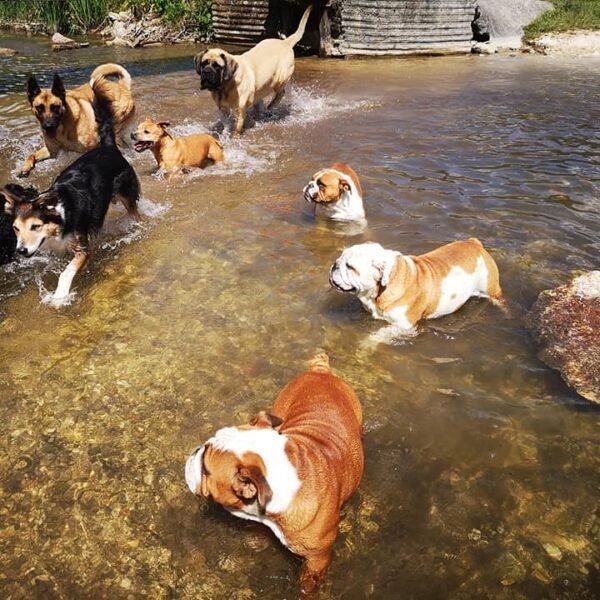 Balade en rivière pour les chiens avec le Centre Aéré Canin La Casa Di Cane, loisirs pour chiens à Amiens dans la Somme