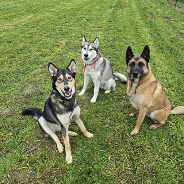 Les chiens au Centre Aéré Canin La Casa Di Cane, loisirs pour chiens à Amiens dans la Somme