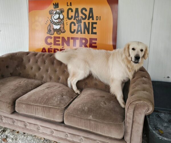 Centre Aéré Canin La Casa Di Cane