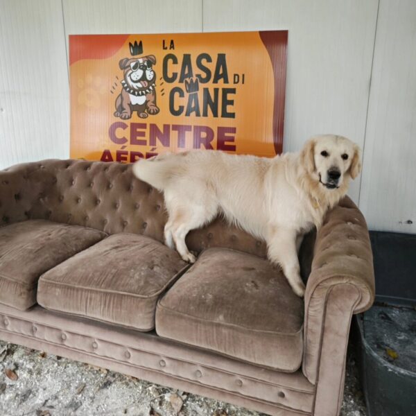 Les chiens peuvent aller sur le canapé au Centre Aéré Canin La Casa Di Cane, loisirs pour chiens à Amiens dans la Somme