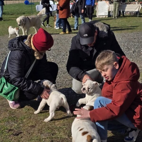 Evènement festif et rencontres entre chiens au Centre Aéré Canin La Casa Di Cane, loisirs pour chiens à Amiens dans la Somme