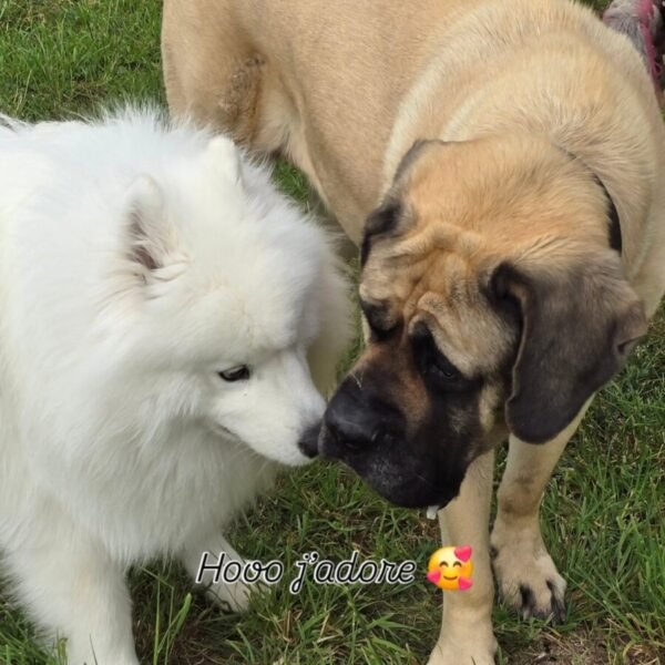 Les chiens se rencontrent au Centre Aéré Canin La Casa Di Cane, loisirs pour chiens à Amiens dans la Somme