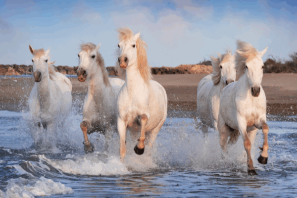 Top 5 des plages autorisées aux chiens en Camargue