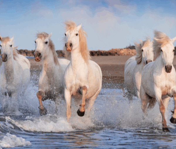 plage de Camargue autorisée aux chiens et chevaux