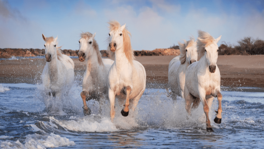 Top 5 des plages autorisées aux chiens en Camargue