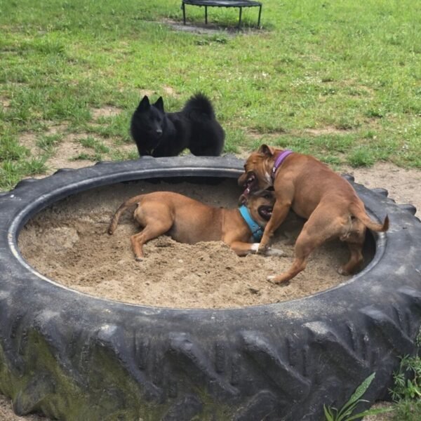 Les chiens jouent au Centre Aéré Canin La Casa Di Cane, loisirs pour chiens à Amiens dans la Somme