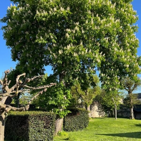 Nature du Gîtes de la Maison Aubelle à Montreuil-Bellay dans la Maine-et-Loire en Pays de la Loire