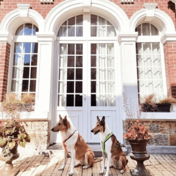 2 chiens devant la jolie façade du gite au jardin des deux ponts