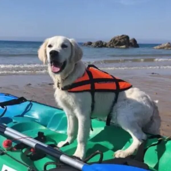 Départ pour une Balade sur la mer avec son chien chez Emeraude Aventure Saint-Cast-le-Guildo en Bretagne sur la Cote d'Emeraude en Ille et Vilaine