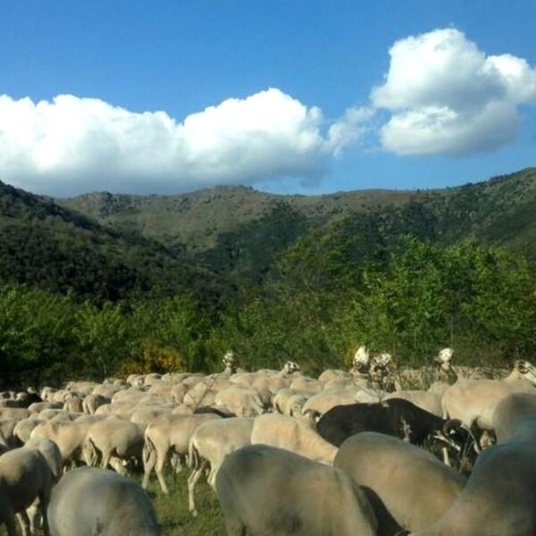 Troupeau de mouton typique de la région près du Camping La Cascade dans les Cévennes à Meyrueis en Lozère