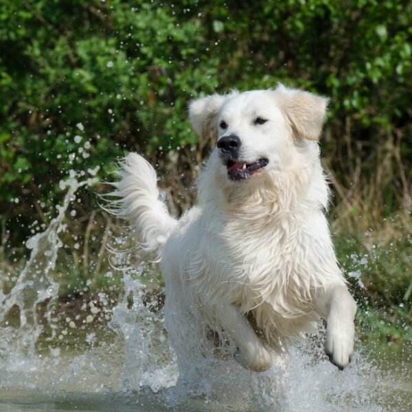 Chien qui se baigne dans la rivière du Camping La Cascade dans les Cévennes à Meyrueis en Lozère