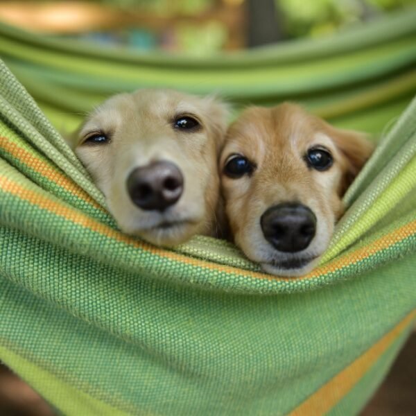 Chiens acceptés au Camping le Méditerranée à Hyères dans le Var en Provence-Alpes-Côte d'Azur
