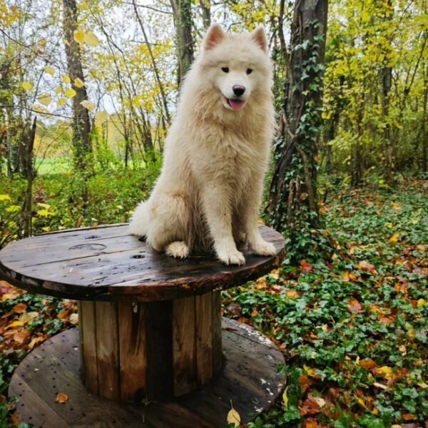 Chien dans la nature au Centre Aéré Canin La Casa Di Cane, loisirs pour chiens à Amiens dans la Somme