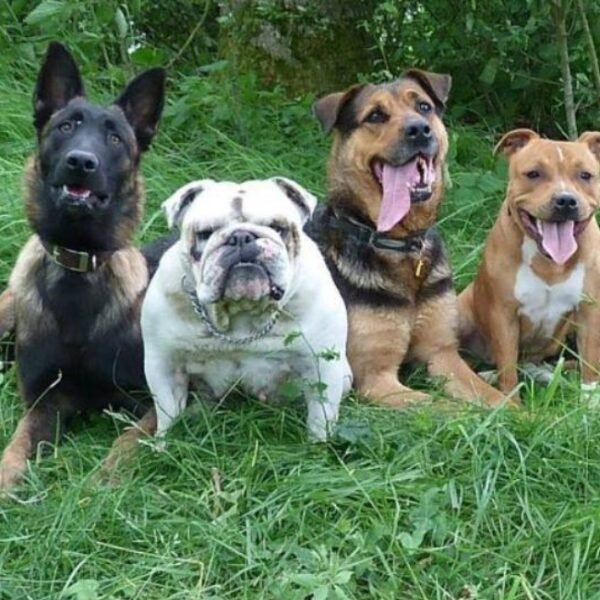 Les chiens au Centre Aéré Canin La Casa Di Cane, loisirs pour chiens à Amiens dans la Somme