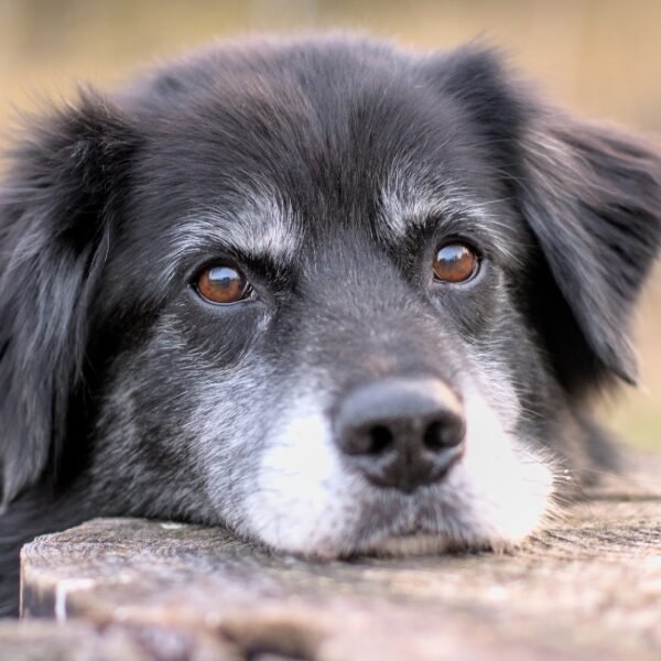 Chiens acceptés au Camping Félix de la Bastide à Saint-Mitre-les-Remparts en Bouches-du-Rhône en Provence-Alpes-Côte d'Azur