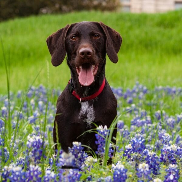 Chiens acceptés au Camping NATURISTE le Petit Arlane à Valensole dans le Alpes-de-Haute-Provence en Provence-Alpes-Côte d'Azur