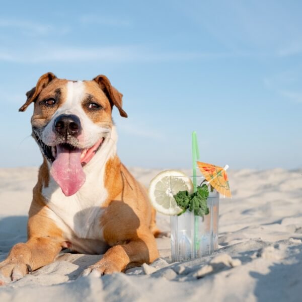 Chiens acceptés au Camping La Vallée du Paradis à Saint-Raphaël dans le Var en Provence-Alpes-Côte d'Azur