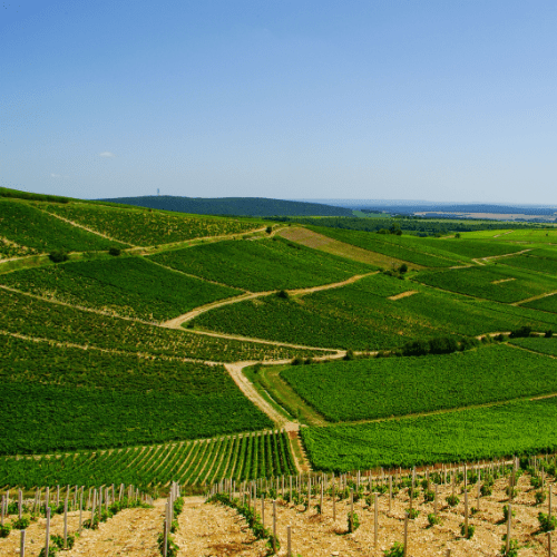 L'un des plus beaux vignobles de France : celui de Sancerre dans l'itinéraire dog-friendly pour une semaine de vacances avec un chien