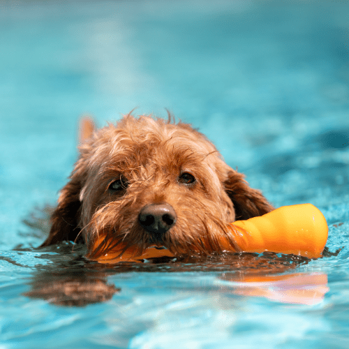 chien joue piscine pour chien - comparatif 5 piscines pour chien