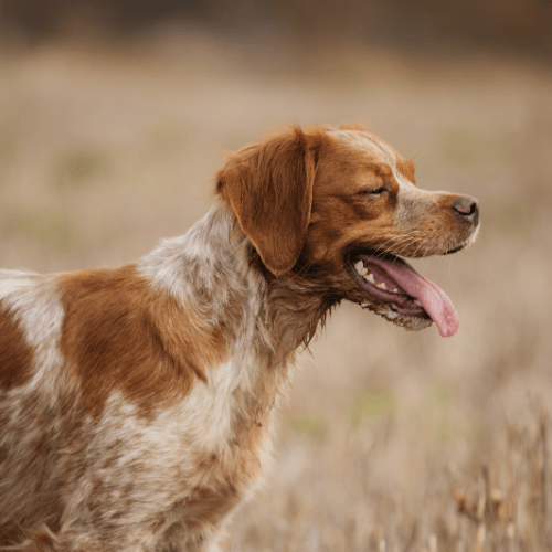 chien épagneul breton trouve une remorque vélo adaptée à sa taille