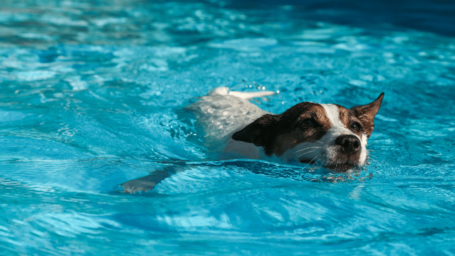 chien nage dans sa piscine - comparatif 5 piscines pour chien